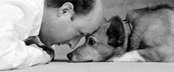 Doutor Pet foto 4